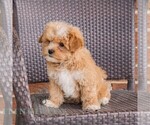 Small #3 Poodle (Toy)-Zuchon Mix