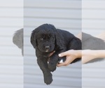 Small Photo #4 Bernedoodle-Golden Retriever Mix Puppy For Sale in HARRISONVILLE, MO, USA