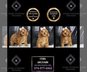 Poodle (Toy) Puppy for sale in WARSAW, IN, USA