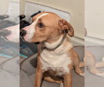 Small #1 Collie-Labrador Retriever Mix