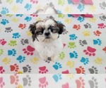 Small #8 Shih Tzu