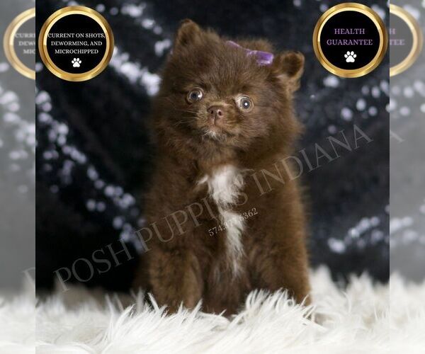 Medium Photo #24 Pomeranian Puppy For Sale in WARSAW, IN, USA