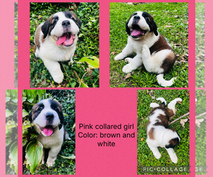 Saint Bernard Puppy for sale in HAGERSTOWN, MD, USA