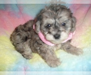 Poodle (Toy) Puppy for sale in JACKSON, MS, USA