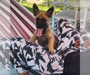Belgian Malinois Puppy for sale in SACRAMENTO, CA, USA