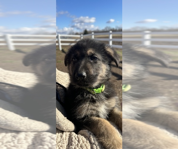 Medium Photo #12 German Shepherd Dog Puppy For Sale in SPRINGFIELD, IL, USA