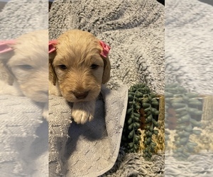 Double Doodle Puppy for sale in BIG SPRING, TX, USA