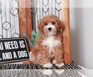 Cavapoo Puppy for sale in NAPLES, FL, USA