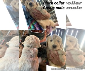 Double Doodle Puppy for sale in MUNFORDVILLE, KY, USA