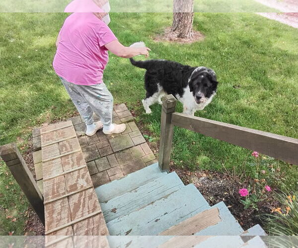 Medium Photo #5 Saint Berdoodle Puppy For Sale in Woodsfield, OH, USA