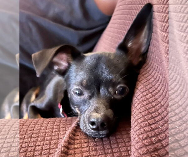 Medium Photo #3 Chihuahua-Unknown Mix Puppy For Sale in Mount Laurel, NJ, USA