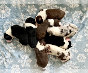 Miniature American Shepherd Litter for sale in GRISWOLD, CT, USA