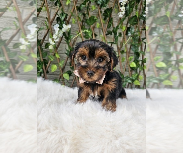 Medium Photo #1 Yorkshire Terrier Puppy For Sale in INDIANAPOLIS, IN, USA