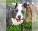 Small #14 American Pit Bull Terrier