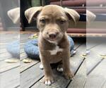 Small Border Collie Mix