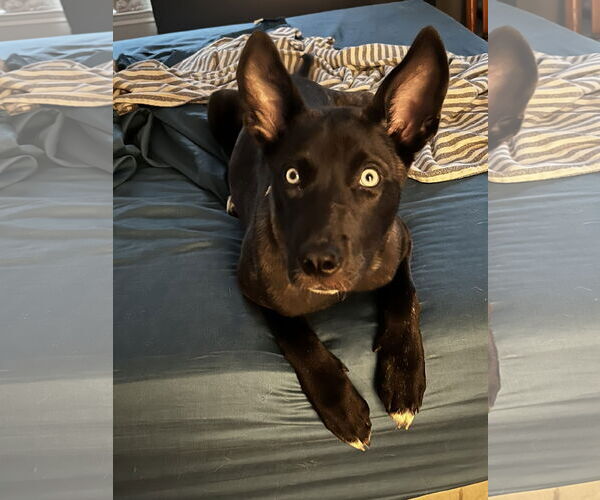 Medium Photo #1 Labsky Puppy For Sale in The Woodlands, TX, USA