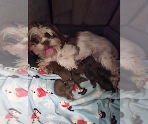 Mother of the Shorkie Tzu-Yorkshire Terrier Mix puppies born on 06/06/2025