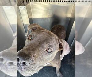 American Staffordshire Terrier-Unknown Mix Dogs for adoption in Grand Prairie, TX, USA