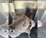 Small American Staffordshire Terrier Mix