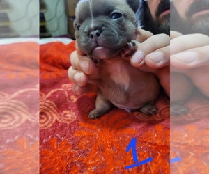 Frenchie Pug Puppy for sale in VAN WERT, OH, USA
