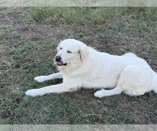 Medium Photo #3 Great Pyrenees Puppy For Sale in Houston, TX, USA
