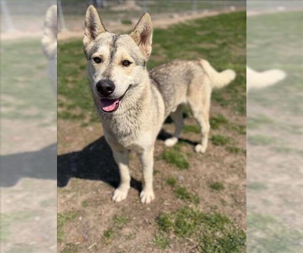 Medium Photo #1 Siberian Husky-Unknown Mix Puppy For Sale in Conroe, TX, USA