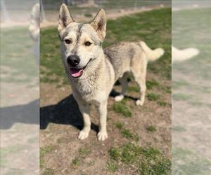 Siberian Husky-Unknown Mix Dogs for adoption in Conroe, TX, USA