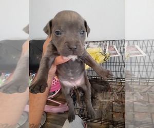 American Bully Puppy for sale in ROBINSON, TX, USA