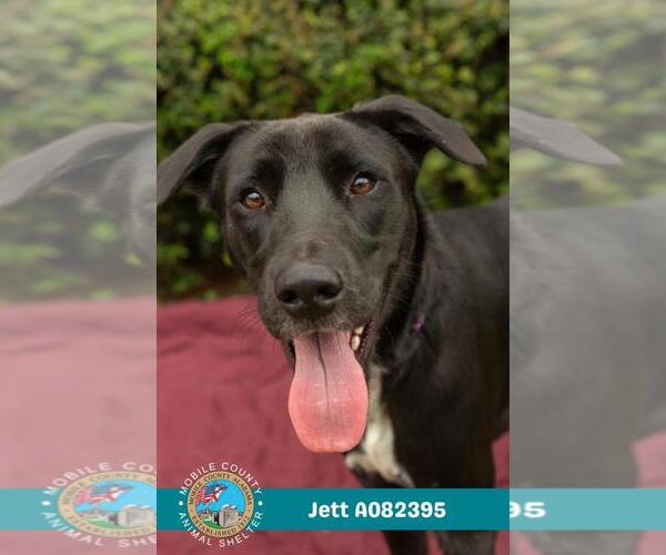 Medium Photo #1 Labrador Retriever Puppy For Sale in Mobile, AL, USA