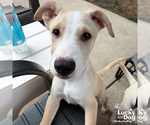 Small #4 Australian Shepherd Mix