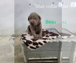 Puppy Beau Labrador Retriever