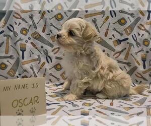 Maltipoo (Miniature) Litter for sale in BROOKFIELD, MO, USA