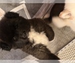 Litter of 3 - Female AkitaLitter of Puppies for Sale - Photo #3