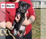 Small #4 American Pit Bull Terrier-American Staffordshire Terrier Mix