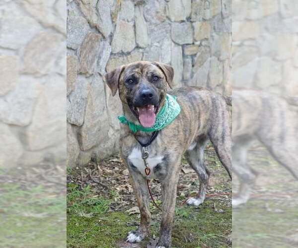 Medium Photo #7 Mastiff-Unknown Mix Puppy For Sale in Westminster, MD, USA
