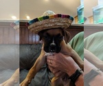 Small Photo #7 Boxer Puppy For Sale in BLUM, TX, USA