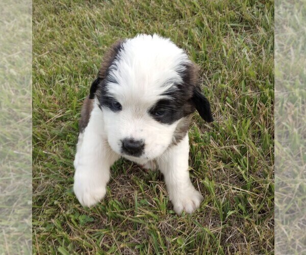 Medium Photo #5 Saint Bernard Puppy For Sale in SPENCERVILLE, IN, USA