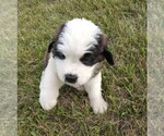 Small Photo #5 Saint Bernard Puppy For Sale in SPENCERVILLE, IN, USA