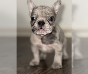 Medium French Bulldog