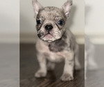 Puppy Cosmo French Bulldog