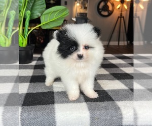 Pomeranian Puppy for sale in GREENWOOD, IN, USA