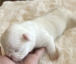 Puppy Puppy 4 white French Bulldog