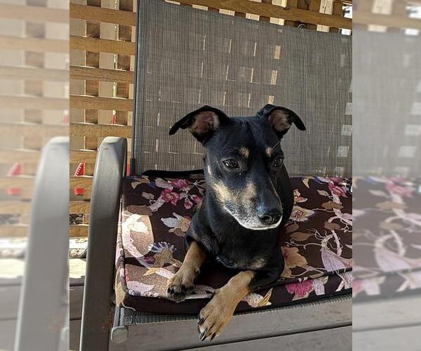 Medium Photo #2 Miniature Pinscher-Unknown Mix Puppy For Sale in San Antonio, TX, USA