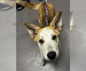 Gerberian Shepsky Dogs for adoption in Tracy, CA, USA