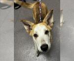 Small Gerberian Shepsky
