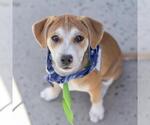 Small #7 Colonial Cocker Spaniel Mix