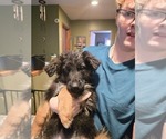 Small Photo #43 German Shepherd Dog Puppy For Sale in LA FAYETTE, NY, USA