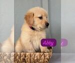 Puppy Abby Pembroke Welsh Corgi