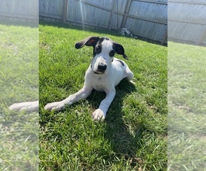 Great Dane Puppy for sale in BEECH GROVE, IN, USA