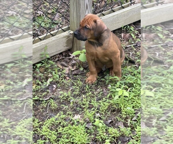 Medium Photo #2 Bulldog-Doberman Pinscher Mix Puppy For Sale in Springdale, PA, USA